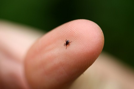 Болезнь Лайма или клещевой Боррелиоз