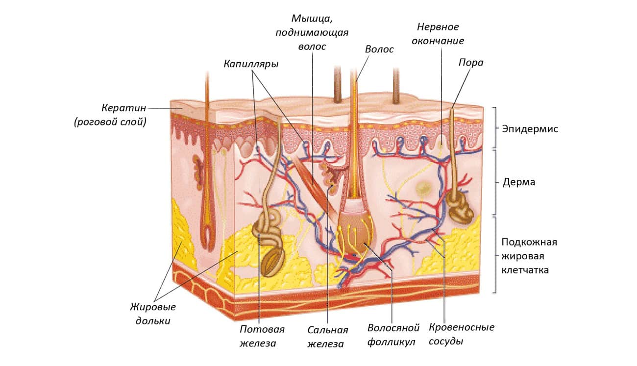 Функциональное назначение кожи у человека
