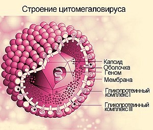 Что такое цитомегаловирус и чем его лечить