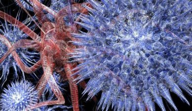 Вирус Вирус