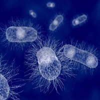 Бактерии Бактерии