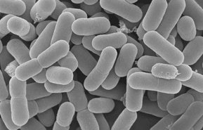 Бактерии Бактерии