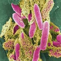 Бактерии Бактерии