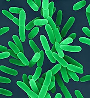 Бактерии Бактерии