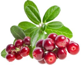 Брусника Брусника