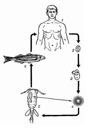 Цикл развития широкого лентеца Цикл развития широкого лентеца