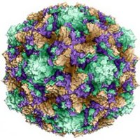 Энтеровирус Энтеровирус