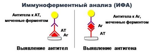 Иммуноферментный анализ (ИФА) Иммуноферментный анализ (ИФА)