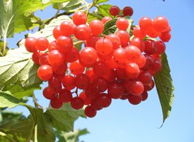 Калина Калина