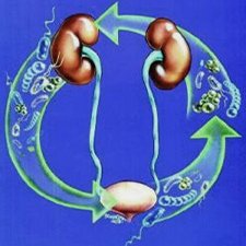 круговорот мочевыводящей системы круговорот мочевыводящей системы