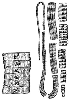 Лентец широкий Лентец широкий