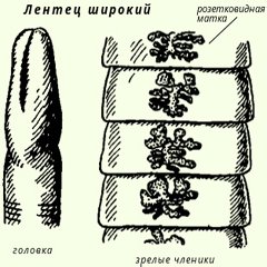 Лентец широкий Лентец широкий