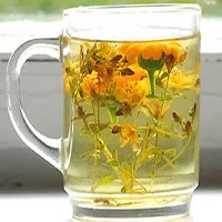 Лесные травы в стакане с кипятком Лесные травы в стакане с кипятком