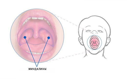 Миндалины Миндалины