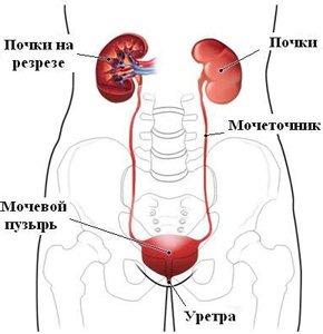 Мочевыводящая система Мочевыводящая система