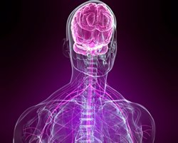 Мозг и нервная система Мозг и нервная система