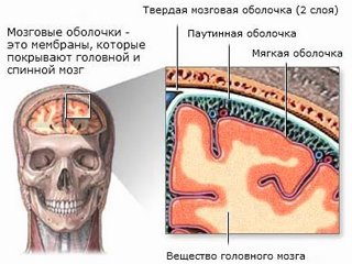 Мозговая оболочка Мозговая оболочка