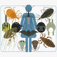 Переносчики инфекций Переносчики инфекций