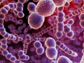 Пневмококк Пневмококк