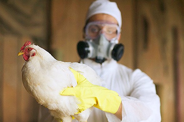 Птичий грипп - курица Птичий грипп - курица
