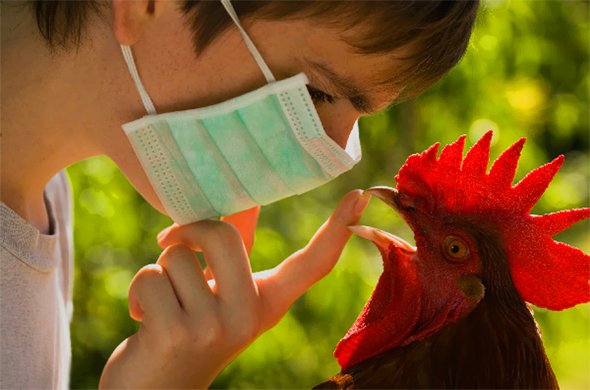 Птичий грипп Птичий грипп