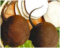 Редька Редька