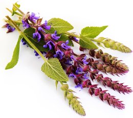 Шалфей Шалфей