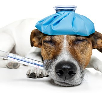 Собака и градусник Собака и градусник