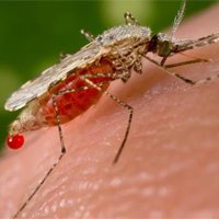 Укус комара Укус комара