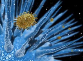 Вирус Вирус гриппа