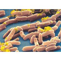 Под микроскопом Под микроскопом