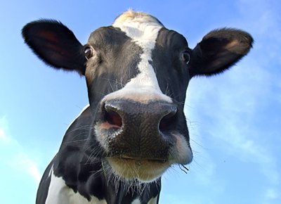 Корова основной переносчик бруцеллеза Корова основной переносчик бруцеллеза