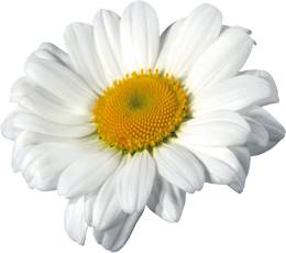 Ромашка Ромашка