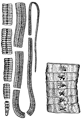Широкий лентец Широкий лентец