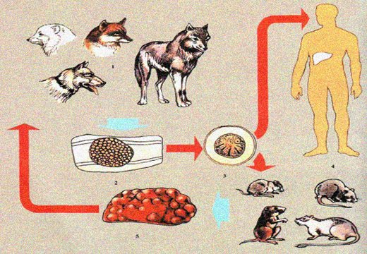 Жизненный цикл альвеококка Жизненный цикл альвеококка