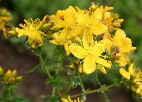 Зверобой Зверобой